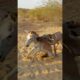 #animals #donkey #youtubeshorts #shortsfeed #pets #shorts