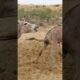 #animals #donkey #youtubeshorts #shortvideo #pets #jungle