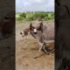 #animals #youtubeshort #donkey #shortsviral