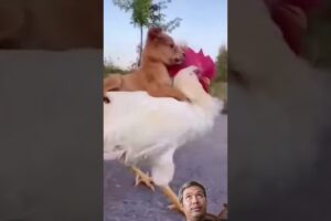 ayam naik anjing #dog #funny #pets #animals #cute #puppies #friendship