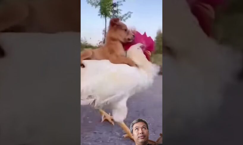 ayam naik anjing #dog #funny #pets #animals #cute #puppies #friendship