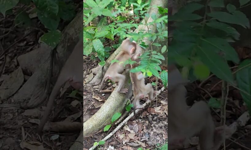 baby funny playing love love🌻🐒AD5 #monkeys #viral #animals #shortsvideo #monkey  #youtubeshorts