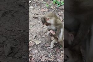 baby funny playing love love🌻🐒AD9 #monkeys #viral #animals #shortsvideo #monkey  #youtubeshorts