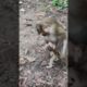 baby funny playing love love🌻🐒AD9 #monkeys #viral #animals #shortsvideo #monkey  #youtubeshorts