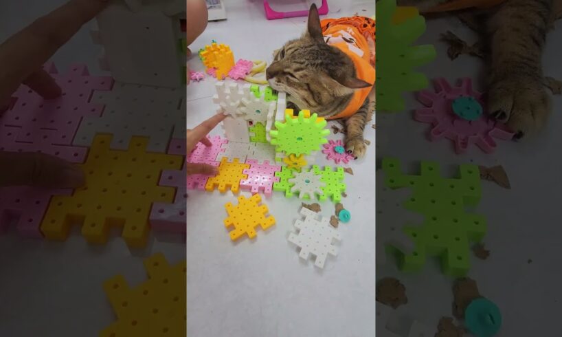 cat playing lego - Khế không ráp được,#khethui #cat #pets #animals #funny  nhưng được cái phá