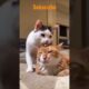 cats Lover🐈, #shorts #short #shortvideo #shortsvideo #cat