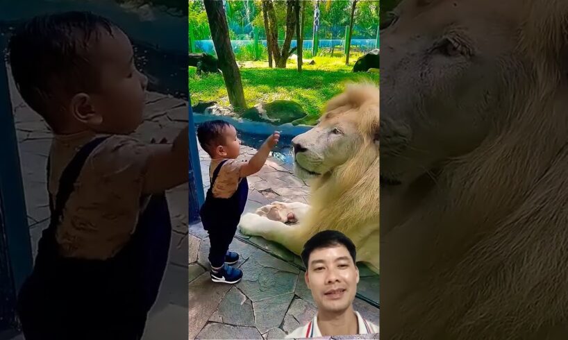 child playing with lion #lion #animals