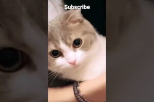 cute cats😍😘😻🐈, #cat #shorts #short #shortsviral #shortvideo #cute