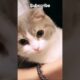 cute cats😍😘😻🐈, #cat #shorts #short #shortsviral #shortvideo #cute