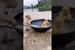 cute puppies and ducklings. #shorts