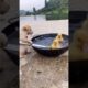 cute puppies and ducklings. #shorts