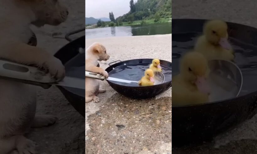 cute puppies and ducklings. #shorts