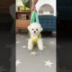 cute puppies funny moment cute overload #hellomochi #shorts #dog #funnydogs #funnyanimals #bichon