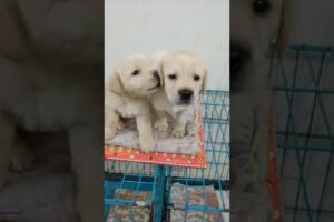 cute puppies 🥰 #music #trending #lifewithlabra #labrador #dog #labraworld #cute #ytshorts #mylabra