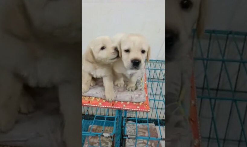 cute puppies 🥰 #music #trending #lifewithlabra #labrador #dog #labraworld #cute #ytshorts #mylabra