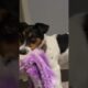 cute puppies nightly routine #dog #dogs #puppy #puppies #pets #cute #sweet #happy #funny #jrt