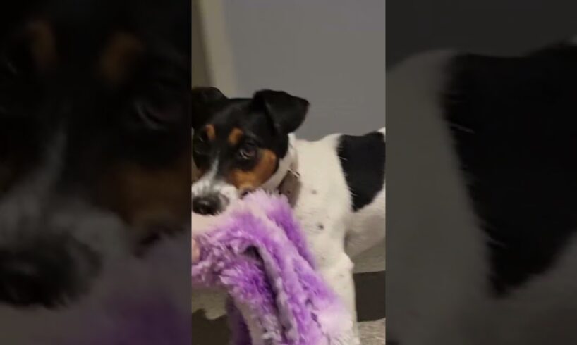 cute puppies nightly routine #dog #dogs #puppy #puppies #pets #cute #sweet #happy #funny #jrt