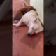 cute puppies sleep together so nice #bronhshow #cutepets #cutedogs #dog #pets #puppy  #dogowner