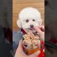 cutest puppy eating food #shorts #viral