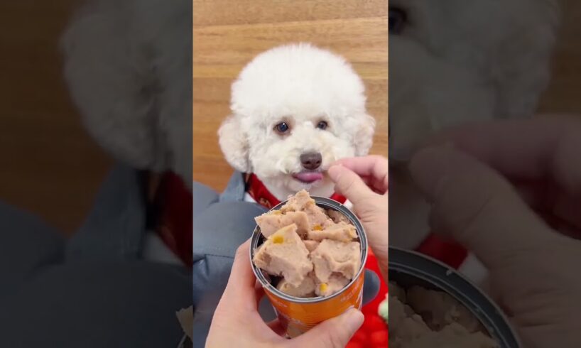 cutest puppy eating food #shorts #viral