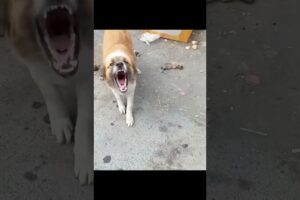 #dog #abandoneddogs #rescuedog #shorts #trending #viralvideo  #shortsfeed #short #straydogs