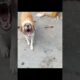 #dog #abandoneddogs #rescuedog #shorts #trending #viralvideo  #shortsfeed #short #straydogs