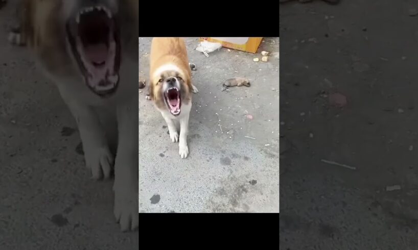 #dog #abandoneddogs #rescuedog #shorts #trending #viralvideo  #shortsfeed #short #straydogs