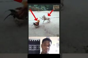 dog and cheken unbelievable fights #trends #fightscene #viral