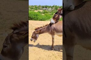 #donkey Enjoy in the full movie |#ghadha #jungles #animal #naturelovers