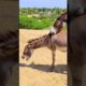 #donkey Enjoy in the full movie |#ghadha #jungles #animal #naturelovers