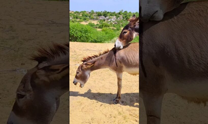 #donkey Enjoy in the full movie |#ghadha #jungles #animal #naturelovers