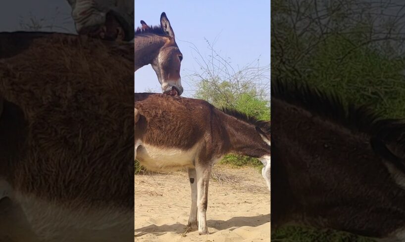 #donkey #animallover #youtubeshorts #pets #ghadha #janwar