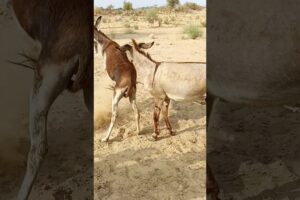 #donkey #animals #nature #animalcare #shortsyoutube #viralvideos #pets