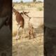 #donkey #animals #nature #animalcare #shortsyoutube #viralvideos #pets