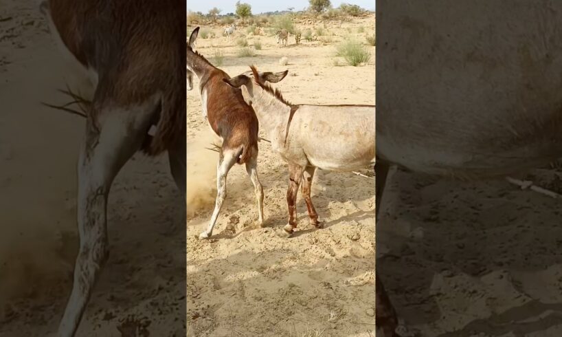 #donkey #animals #nature #animalcare #shortsyoutube #viralvideos #pets