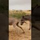 #donkey #animals #youtubeshorts #pets #shortvideos