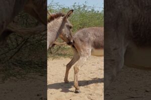 #donkey #animals #youtubeshorts #shortvideo #viralvideo #pets