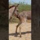 #donkey #animals #youtubeshorts #shortvideo #viralvideo #pets