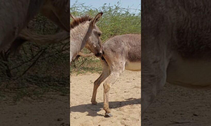 #donkey #animals #youtubeshorts #shortvideo #viralvideo #pets