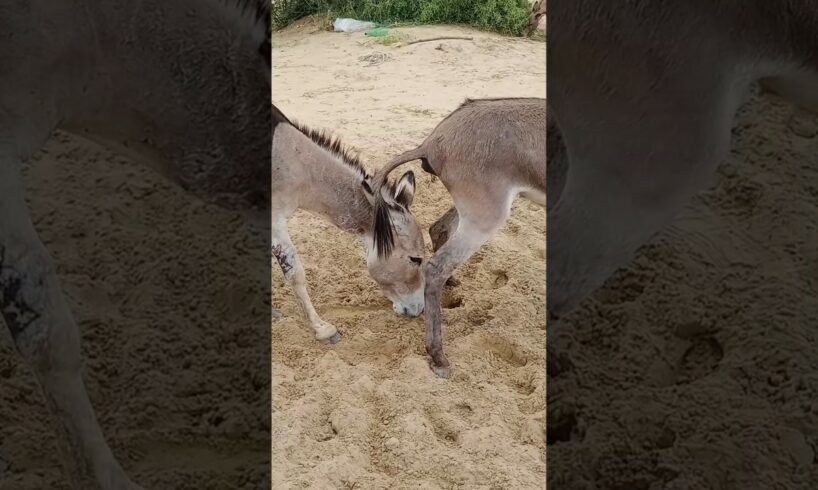 #donkeys sade|#youtubeshorts #janwar #pets