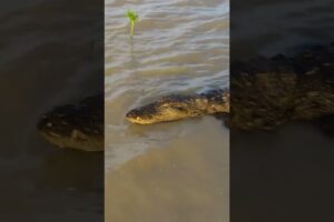 don't you ever play with caiman dangerous 😳 #animals #animal