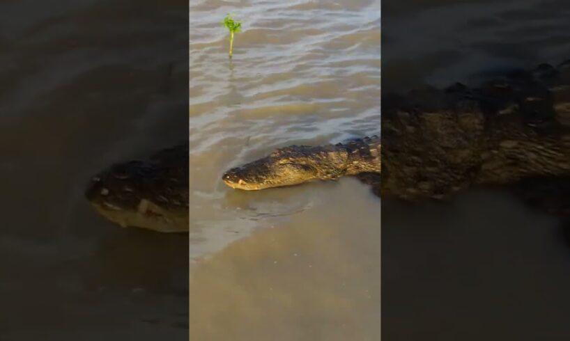 don't you ever play with caiman dangerous 😳 #animals #animal