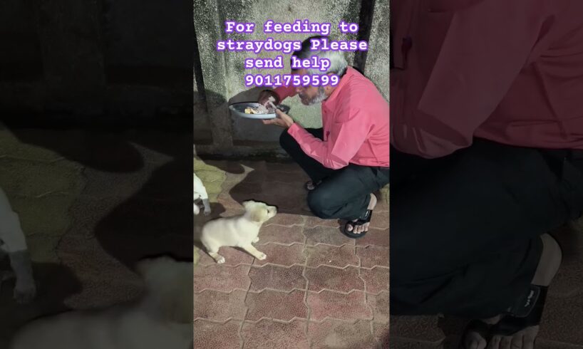 feeding to cute puppies #puppies #doglover #kukur #straydogs