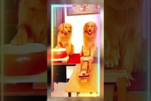 golden retriever playing musical instrument #dog #doglover #cutedog #dogs