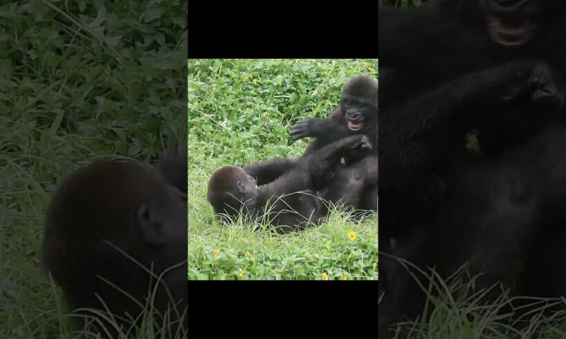 gorilla brothers playing 🤣 #gorillatag #金剛猩猩 #台北市立動物園 #shorts