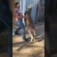 human vs kangaroo #tiktok