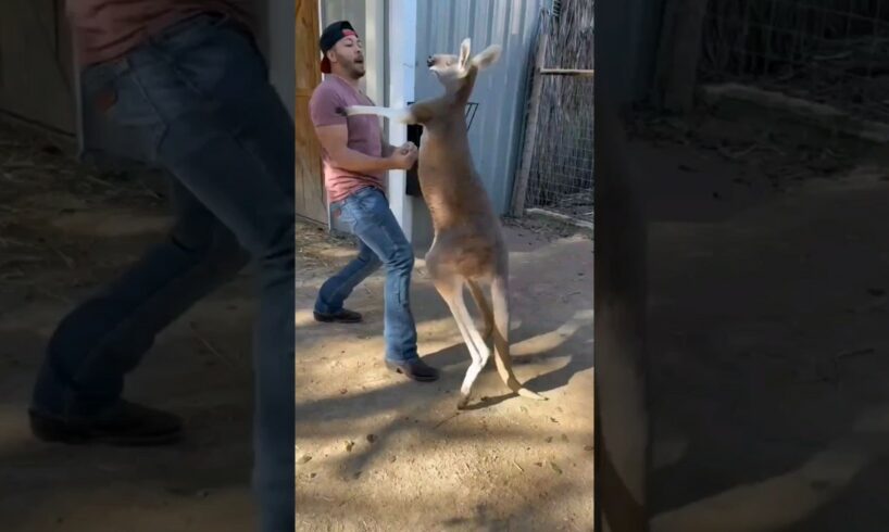 human vs kangaroo #tiktok