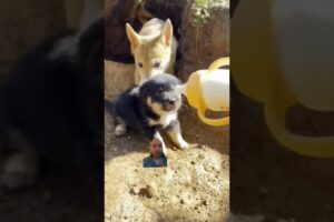 i'm drinking milk don't bother me #cute #dog #puppy #cutepuppy #fyp #greenscreen #shortsvideo