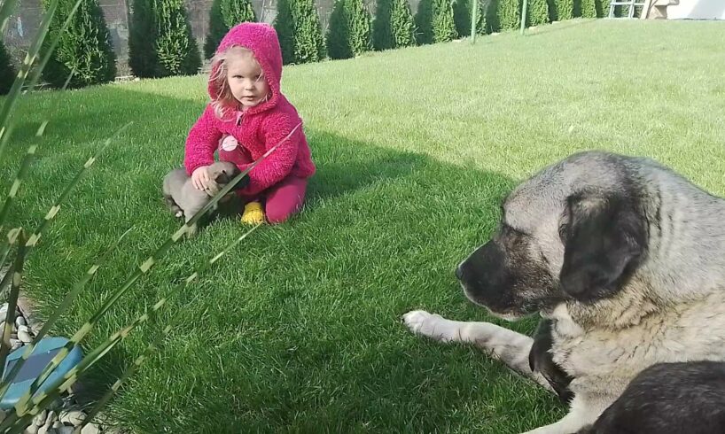 #kangal Kangal- Mother & 14 cute puppies with my kid 😍