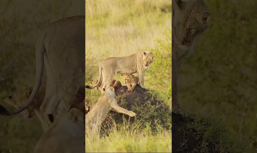 lion cubs watching other young lions Play #animalkingdom #shorts